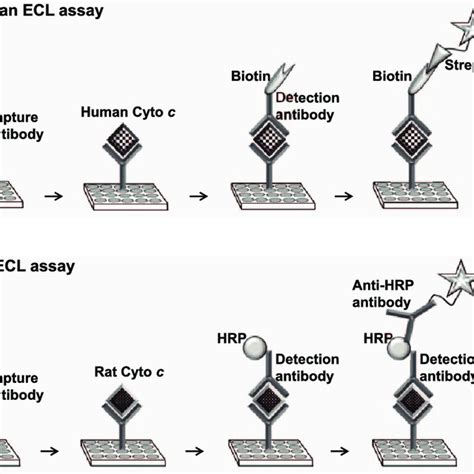 anti vegf elisa kit|electrochemiluminescence assay.